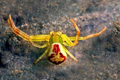 Misumena vatia