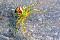 Misumena vatia