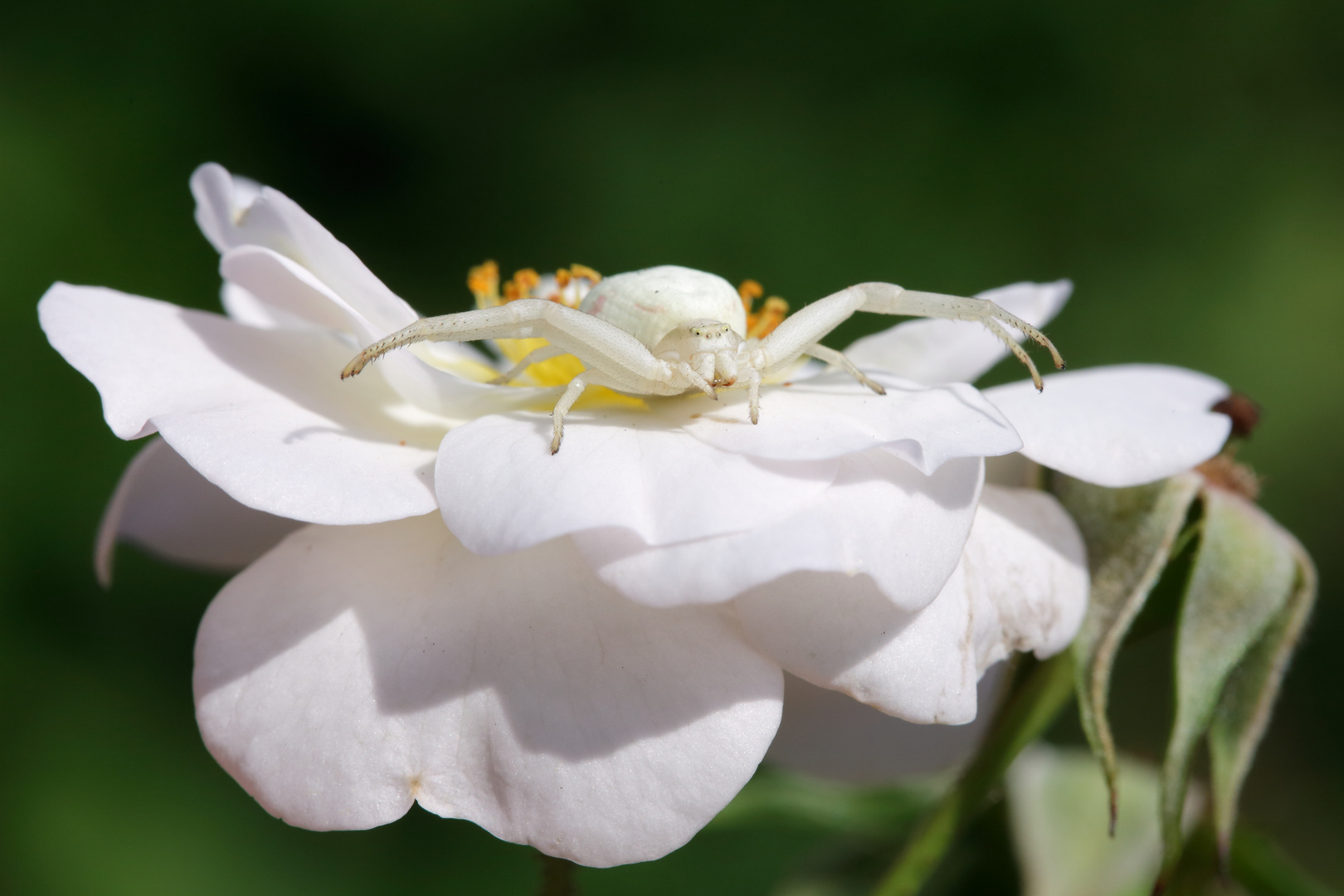 Misumena vatia 