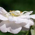 Misumena vatia 