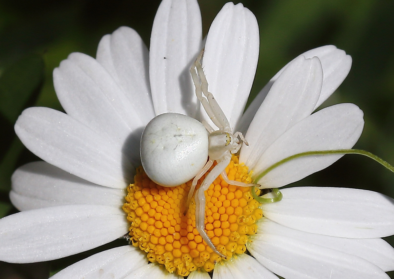 Misumena vatia