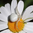 Misumena vatia