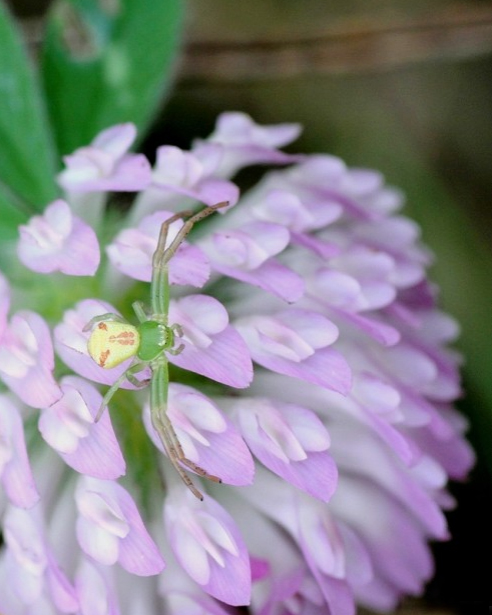 Misumena vatia