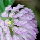 Misumena vatia