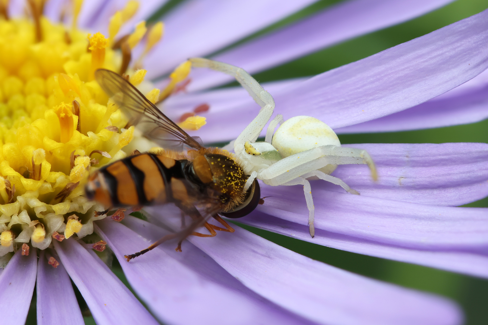 Misumena vatia