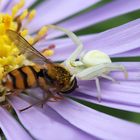 Misumena vatia