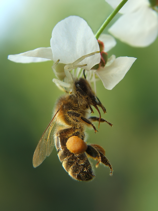 Misumena vatia