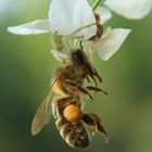 Misumena vatia