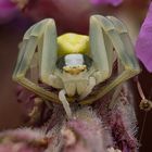 Misumena Vatia