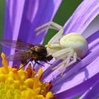 Misumena vatia