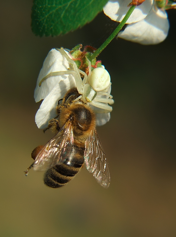 Misumena vatia again