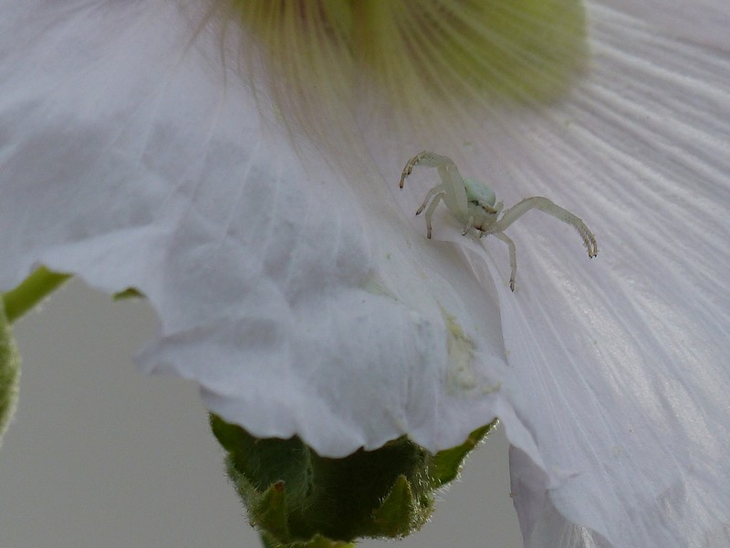 Misumena vatia (araignée)