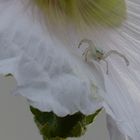 Misumena vatia (araignée)