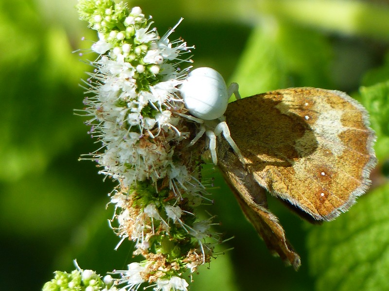 Misumena vatia (araignée) qui mange un papillon