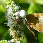 Misumena vatia (araignée) qui mange un papillon