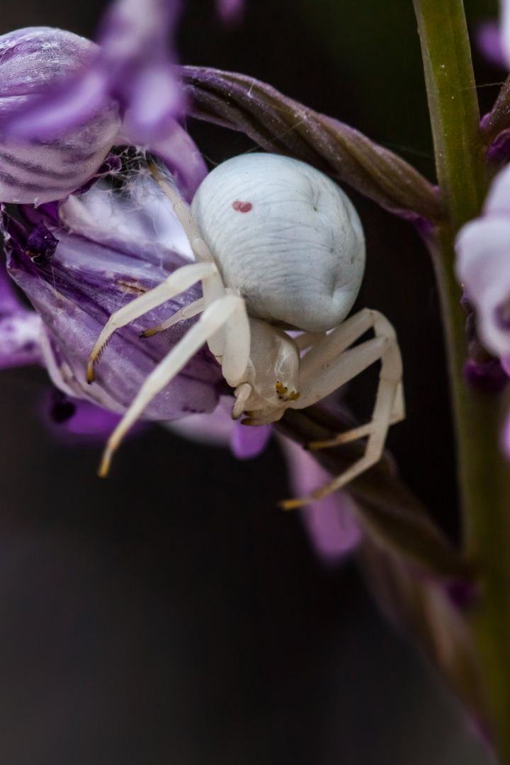 Misumena vatia auf Orchis militaris 