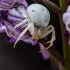 Misumena vatia auf Orchis militaris 