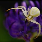 Misumena vatia auf Teufelskralle