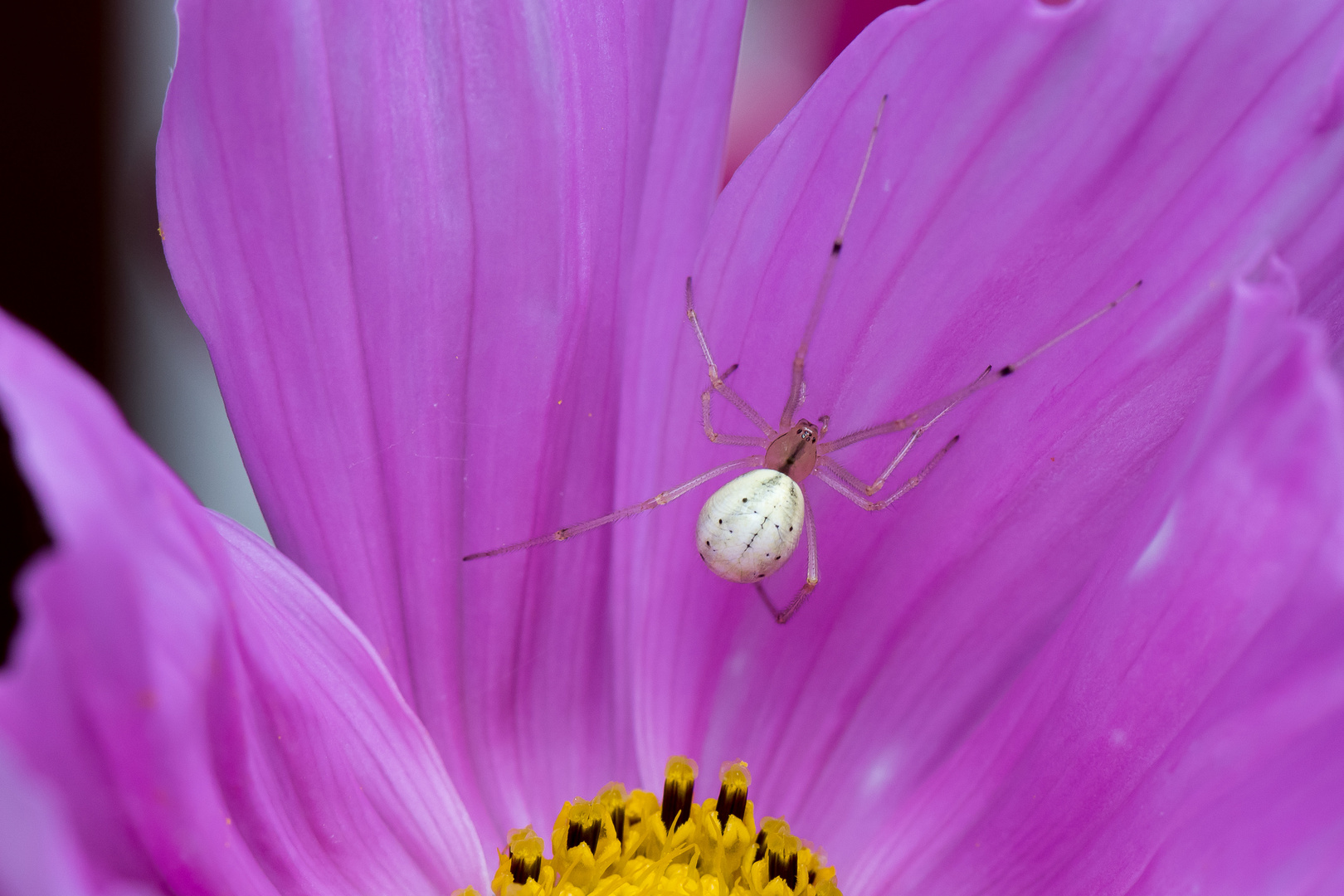 Misumena vatia