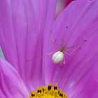 Misumena vatia