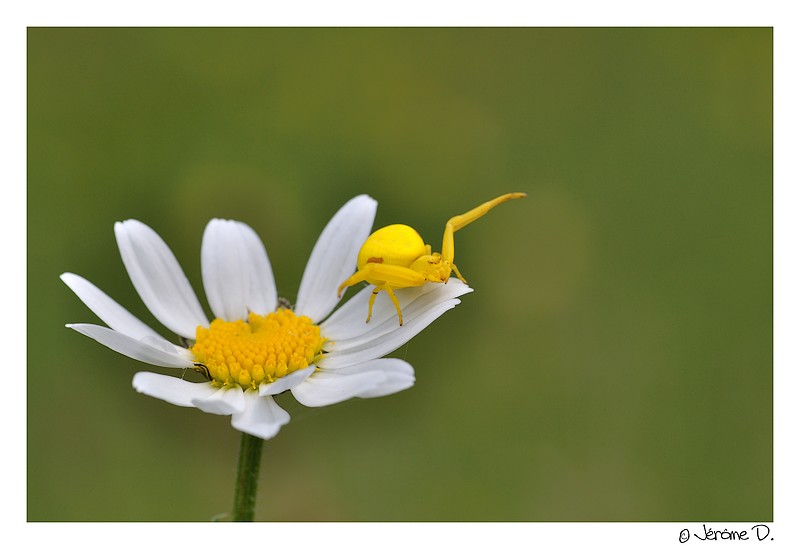 Misumena Vatia