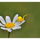 Misumena Vatia