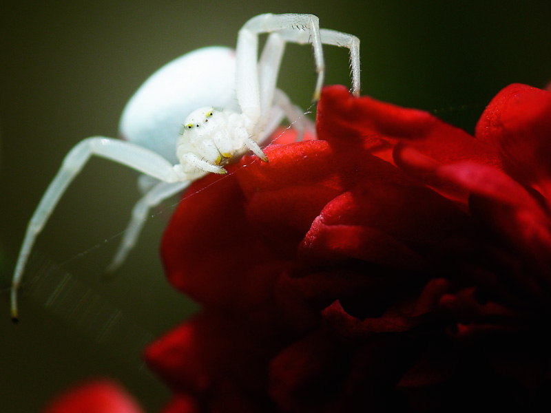 Misumena Vatia