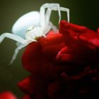 Misumena Vatia