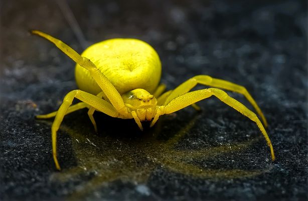 Misumena vatia