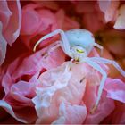 Misumena vatia