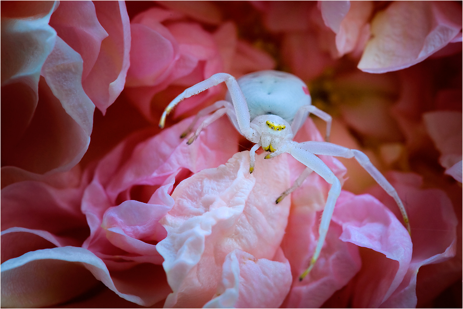 Misumena vatia