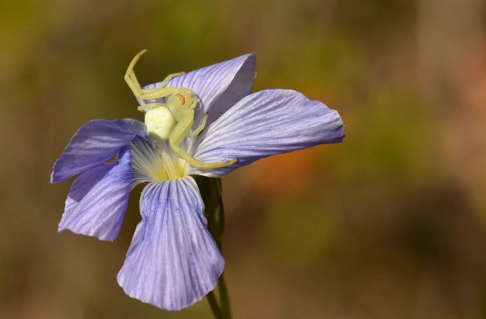 Misumena vatia