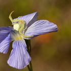 Misumena vatia