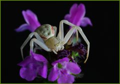 Misumena vatia