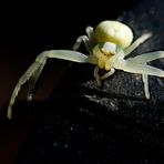 Misumena vatia