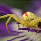 Misumena vatia