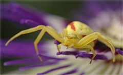 Misumena vatia