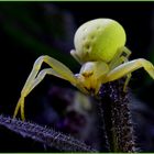 Misumena vatia