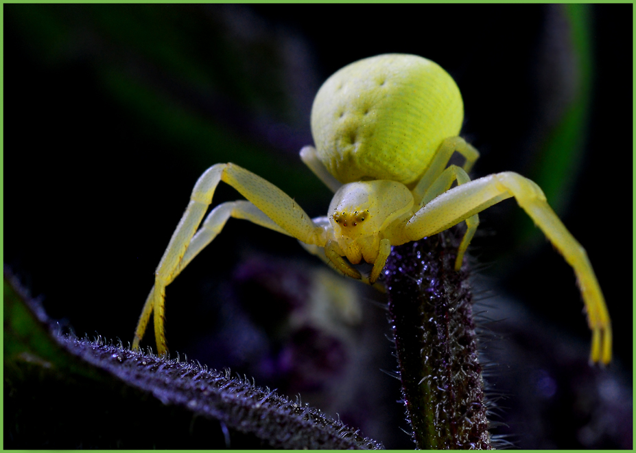 Misumena vatia