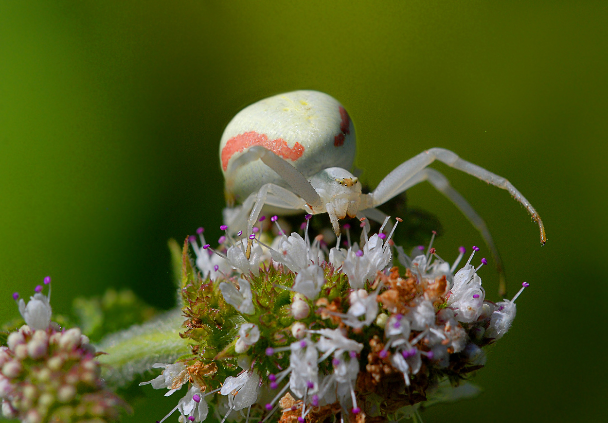 Misumena vatia