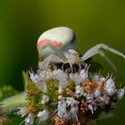 Misumena vatia