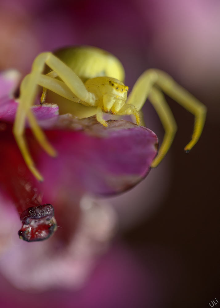 Misumena vatia