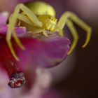 Misumena vatia