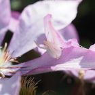 misumena vatia