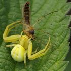 Misumena vatia - kvetarik dvojtvary