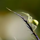 Misumena vatia, l'Araignée crabe