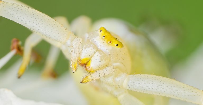 MISUMENA VATIA PORTRÄT