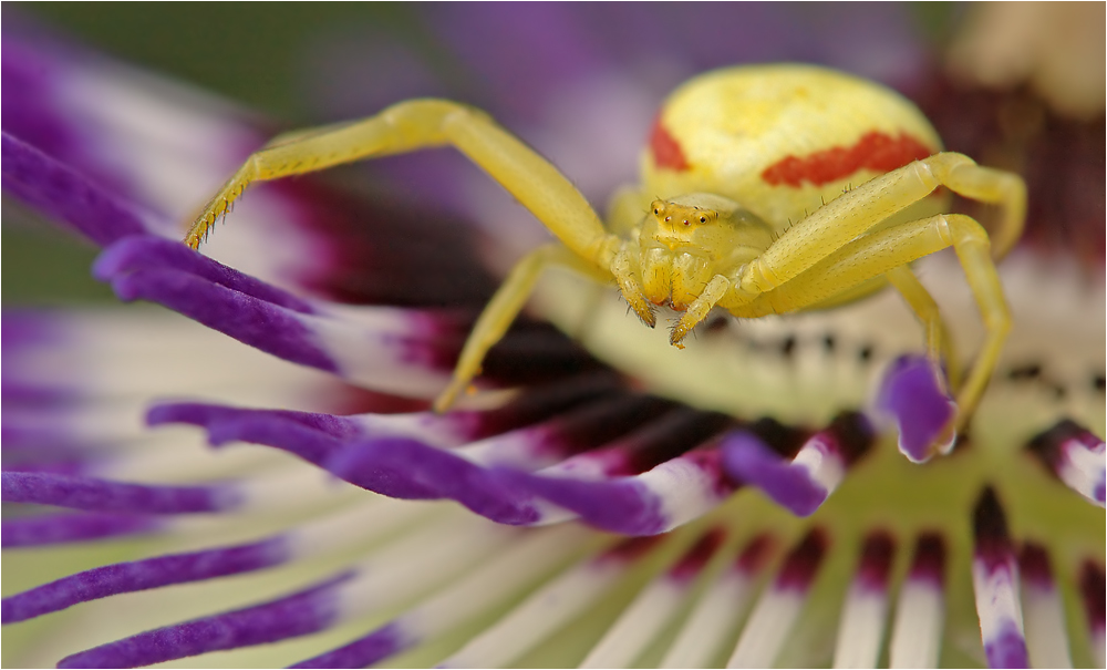 Misumena vatia Teil 4 (reload)