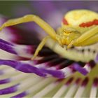 Misumena vatia Teil 4 (reload)