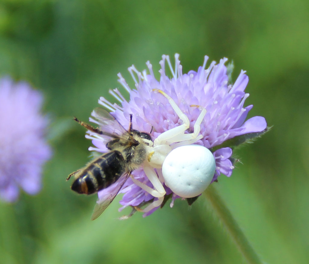 Misumena vatia- veränderliche Krabbenspinne 